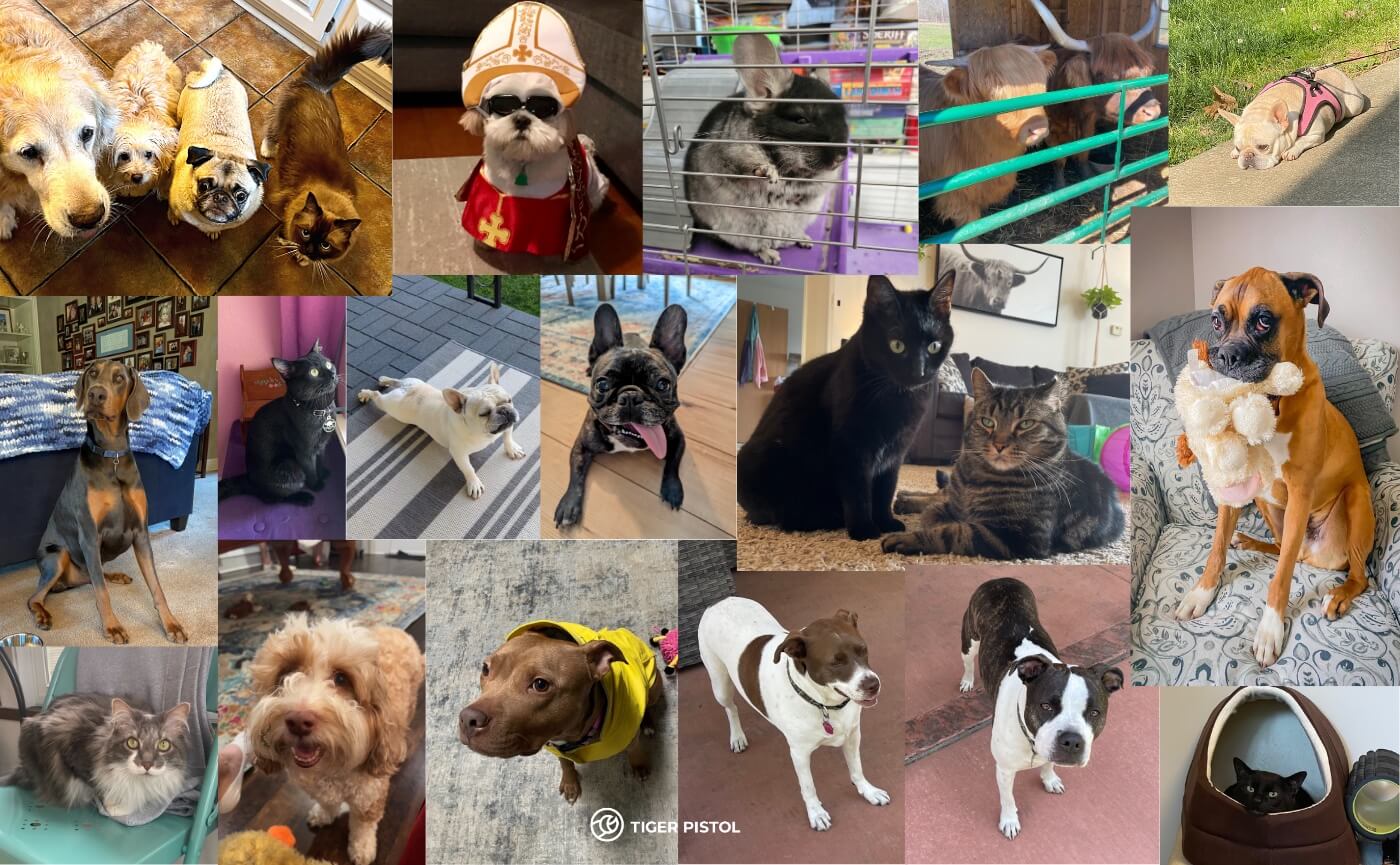 Pawsitively Perfect Unveiling the Unsung Heroes of Tiger Pistol